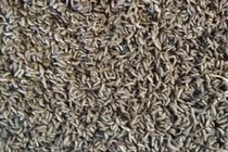 9X thu tiền tỷ mỗi năm nhờ nuôi con ai gặp cũng xua đuổi