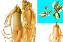 Những ai không được dùng nhân sâm?