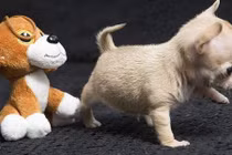 Video: Chú chó tập thể dục nhiệt tình hơn cả hội chị em