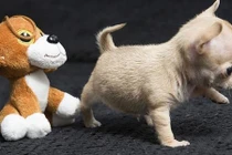 Video: Chú chó tập thể dục nhiệt tình hơn cả hội chị em