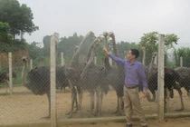 Nuôi đà điểu, sau gần 1 năm, lãi 5 triệu đồng mỗi con