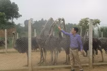 Nuôi đà điểu, sau gần 1 năm, lãi 5 triệu đồng mỗi con