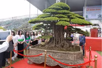 Siêu cây sanh dáng lạ, đại gia sẵn sàng mua đứt 7 tỷ