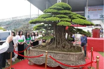 Siêu cây sanh dáng lạ, đại gia sẵn sàng mua đứt 7 tỷ