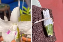 Một mầm lan vừa được bán với giá 18 tỷ đồng và mục đích phía sau