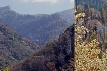 Cây Sequoia khổng lồ vẫn âm ỉ cháy suốt 9 tháng qua