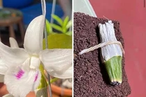 Một mầm lan vừa được bán với giá 18 tỷ đồng và mục đích phía sau