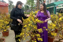 Mê mải ngắm những vườn hoa Tết đẹp lung linh giữa lòng phố núi