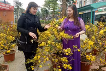 Mê mải ngắm những vườn hoa Tết đẹp lung linh giữa lòng phố núi