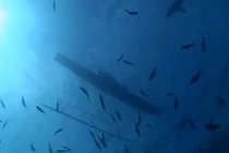 Video: Màn săn cá mập bằng tay không của thổ dân vùng Melanesia