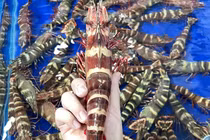 Loại tôm ở Việt Nam giá tới 1,7 triệu đồng/kg, người giàu mua ầm ầm