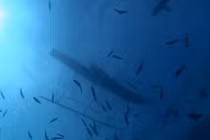 Video: Màn săn cá mập bằng tay không của thổ dân vùng Melanesia