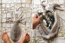 Mua con mực về rạch bụng bất ngờ thấy 11 thứ khác bên trong