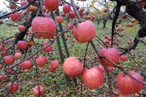 Táo khủng Nhật Bản mỗi quả có giá gần nửa triệu đồng hút khách