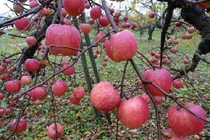 Táo khủng Nhật Bản mỗi quả có giá gần nửa triệu đồng hút khách