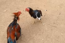 Video: Gà nhảy giật lùi và cú tát đỉnh cao khiến đối thủ “xây xẩm mặt mày“