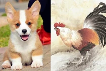 Nhâm Dần 2022 4 con giáp Thần may mắn sà xuống đầu, làm gì cũng phất 