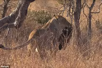 Rác rưởi của con người đã tấn công đến nơi hoang dã như thế này