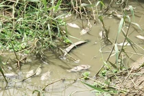 Lạ lùng cá lúc nhúc dưới mương nhưng dân không thèm bắt