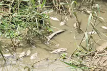 Lạ lùng cá lúc nhúc dưới mương nhưng dân không thèm bắt