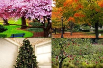 Loại cây muốn trồng sẽ tiết lộ 'thu hoạch' của bạn trong năm nay