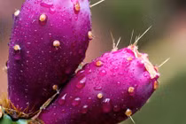 Loại quả dại ở Việt Nam, ra nước ngoài đóng hộp bán 300.000 đồng/6 quả