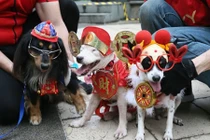 Thầy phong thủy mách món ăn may mắn năm Mậu Tuất