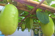 Mướt mắt giàn dưa gang Tây trĩu quả ở Đồng Nai