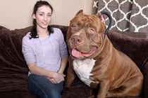 Vợ nói xấu chồng với chó