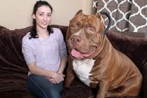 Vợ nói xấu chồng với chó