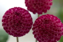 Giữa tháng 9 Âm, 3 con giáp phát tài chóng mặt, giàu sang khó bì 