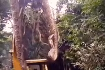 Video: Hãi hùng cảnh con trăn khổng lồ bị bắt bởi máy xúc