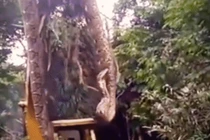 Video: Hãi hùng cảnh con trăn khổng lồ bị bắt bởi máy xúc