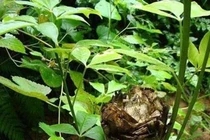 Giống cây toàn thân là mỏ vàng