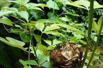 Giống cây toàn thân là mỏ vàng