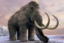 Sắp hồi sinh thành công voi ma mút?