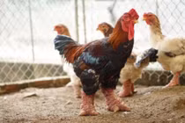 Gà Đông Tảo được ăn thịt bò, rửa chân nước chè, giá đắt như vàng