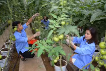 Trồng quả cay xé lưỡi, giá cao, nông dân lãi gấp 10 lần cấy lúa