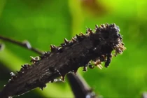 Video: Loài cây tử thần chuyên giết chim ăn thịt