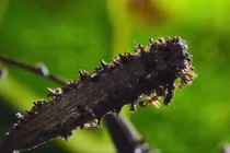 Video: Loài cây tử thần chuyên giết chim ăn thịt