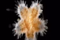 Giới khoa học "sốc" trước hành vi ăn thịt đồng loại của sao biển