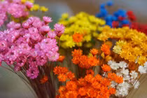 Cúc Glixia đẹp tinh khôi, chị em thi nhau lùng mua làm "cháy" chợ mạng