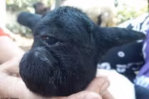 Sinh vật chỉ có một mắt to khổng lồ kỳ lạ gây xôn xao