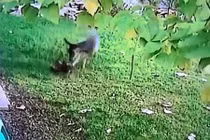 Video: Nai "nổi cơn thịnh nộ" hiếm thấy, đuổi đánh mèo đến chết