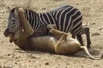 Video: Ngựa vằn chống trả quyết liệt khiến sư tử "ăn quả đắng"