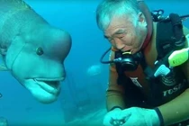 Video: Tình bạn kéo dài hơn 25 năm giữa ông lão và con cá mặt người