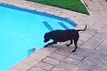 Chú chó thông minh đã cứu bạn thoát chết