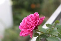 Nỗi ân hận của bà chủ bỏ chồng theo tiếng gọi của tình yêu