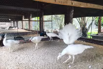 Chim đột biến gen 100 triệu: Nữ công nhân vay tiền mua về ngắm chơi