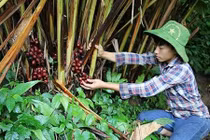 Loài cây quý ra quả đỏ, thơm dưới gốc, mỗi vụ thu cả trăm tấn